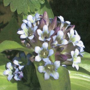 Gentiana tibetica