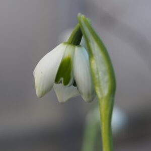 Galanthus plicatus Jaquenetta