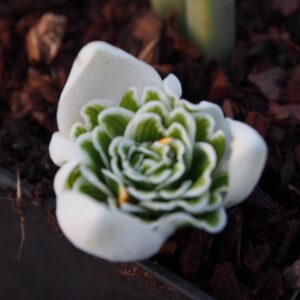 Galanthus plicatus Jaquenetta