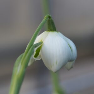 Galanthus plicatus Jaquenetta
