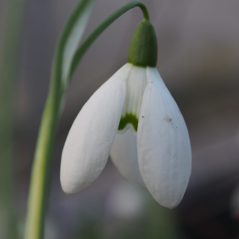 Galanthus nivalis Lady Dalhousie