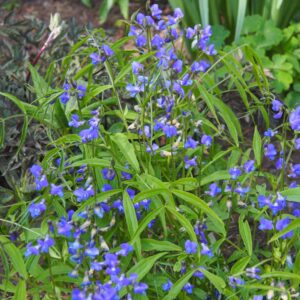 Lathyrus vernus Blaulichter – Bild 3