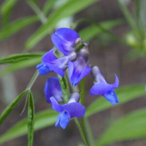 Lathyrus vernus Blaulichter – Bild 2