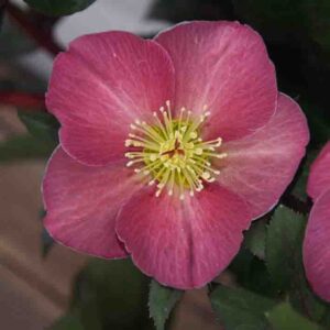 Helleborus x glandorfensis Ice N' Roses ' Corvina '