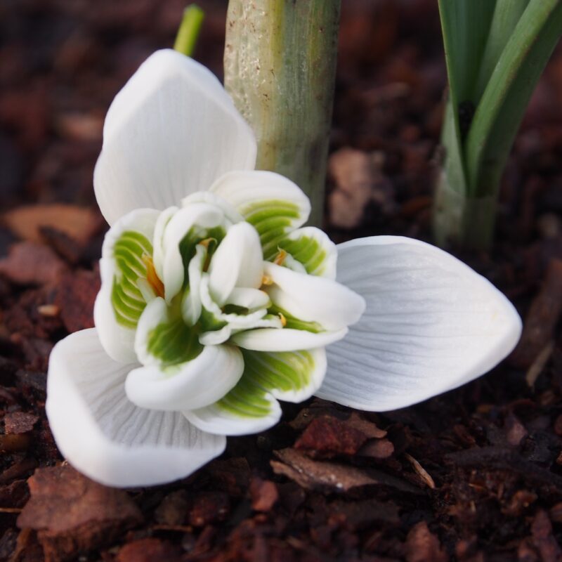 Galanthus Kultivar Titania