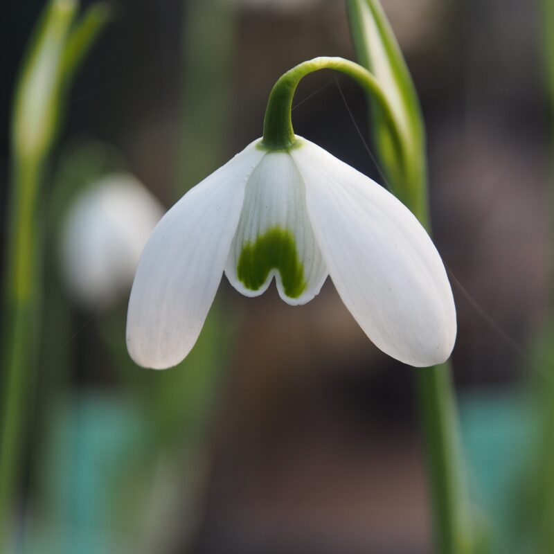 Galanthus Kultivar Titania