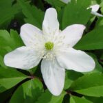 trifolia 1