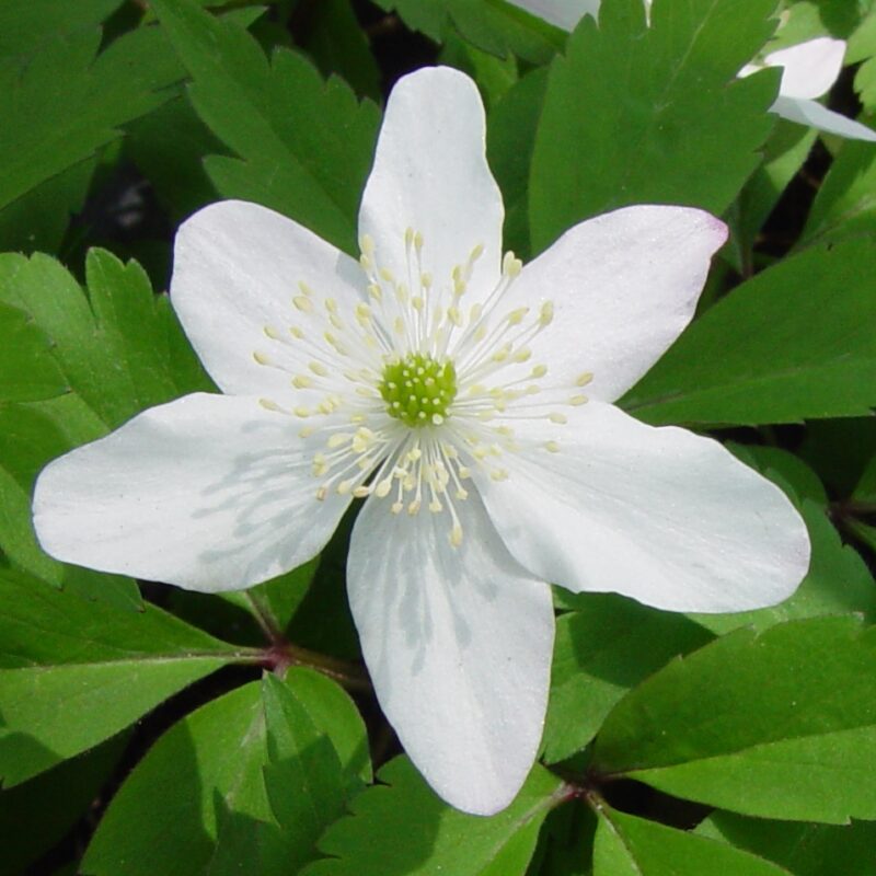 Anemone baicalensis var. rossii