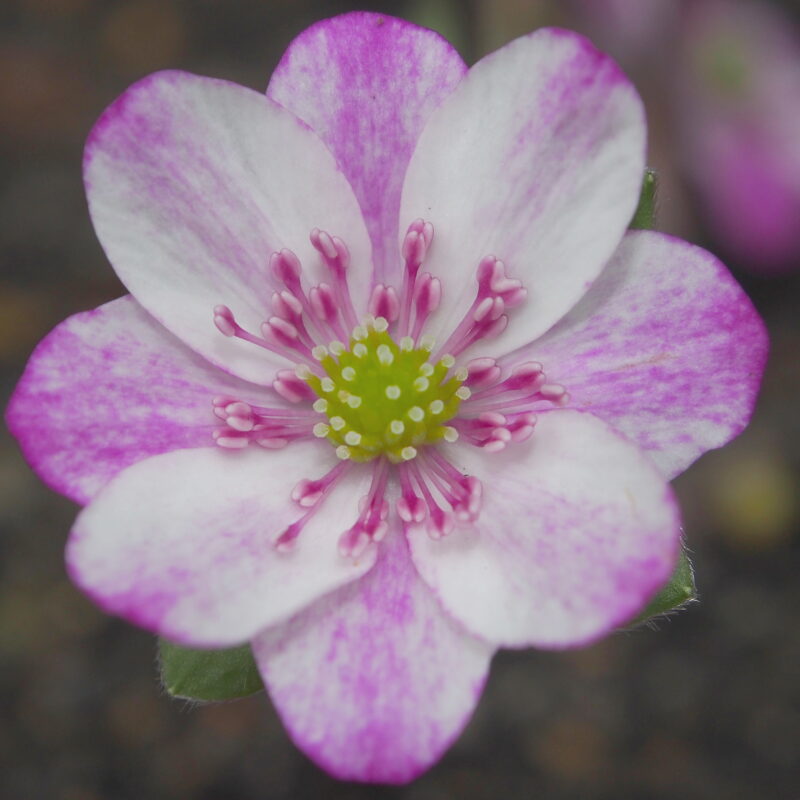 Hepatica japonica ex Mikawa JP