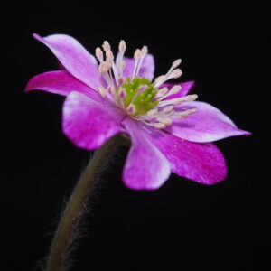 Hepatica japonica ex Mikawa JP – Bild 2