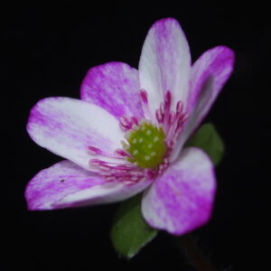 Hepatica japonica ex Mikawa JP – Bild 3