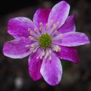 Hepatica japonica ex Mikawa JP – Bild 4