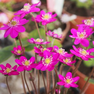 Hepatica japonica Akai kiri JP