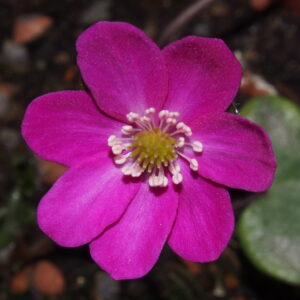 Hepatica japonica Akai kiri JP