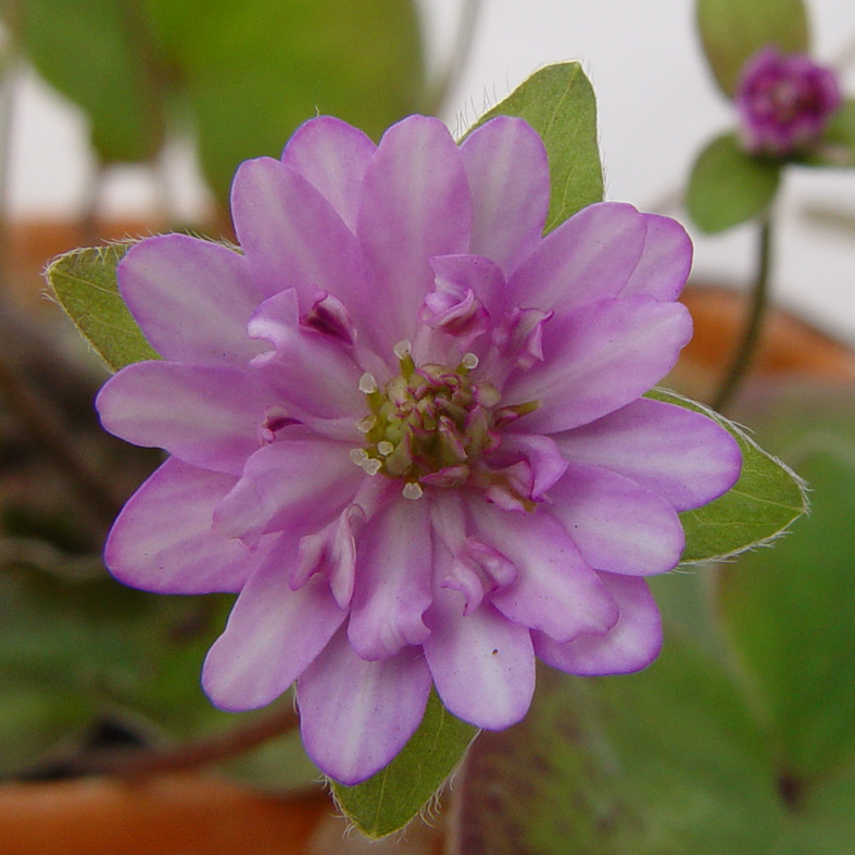 Hepatica nobilis var. japonica Akanezora