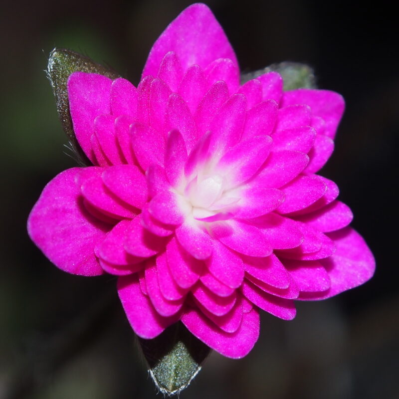 Hepatica nobilis var. japonica Asahi