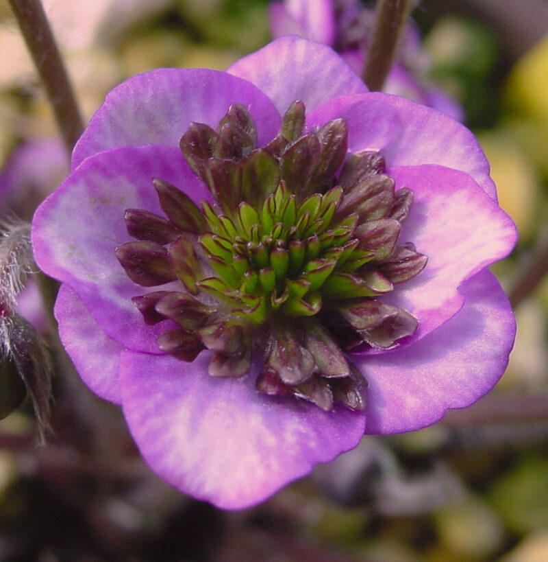 Hepatica japonica Beni kujyaku