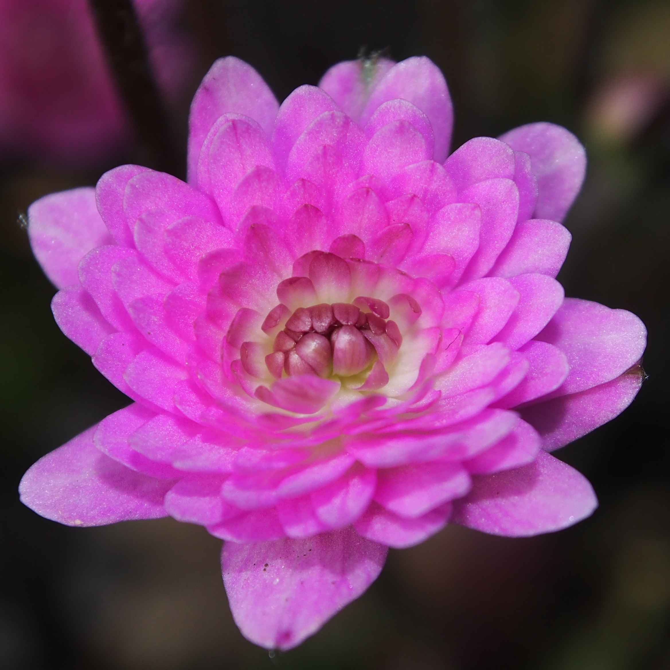 Hepatica japonica Dewa