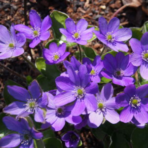 Hepatica x schlyteri Fliederbeersorbet JP (1 L Tb)