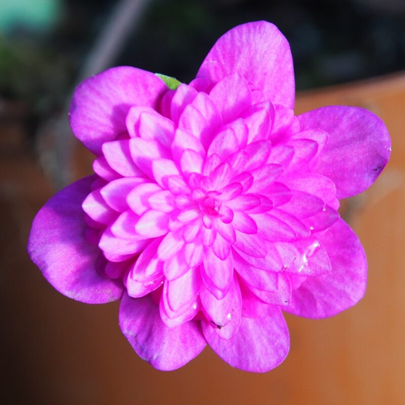 Hepatica japonica Hibotan