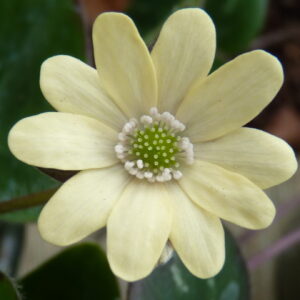 Hepatica lutea Kibani - Sonnensegel