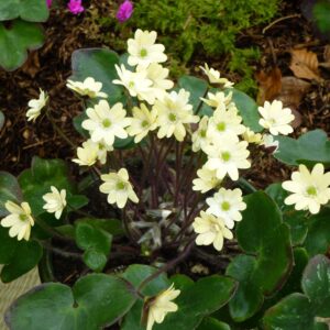 Hepatica lutea Kibani - Sonnensegel – Bild 3