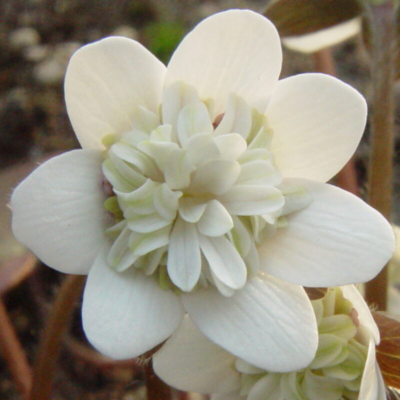 Hepatica japonica Kotobukohime