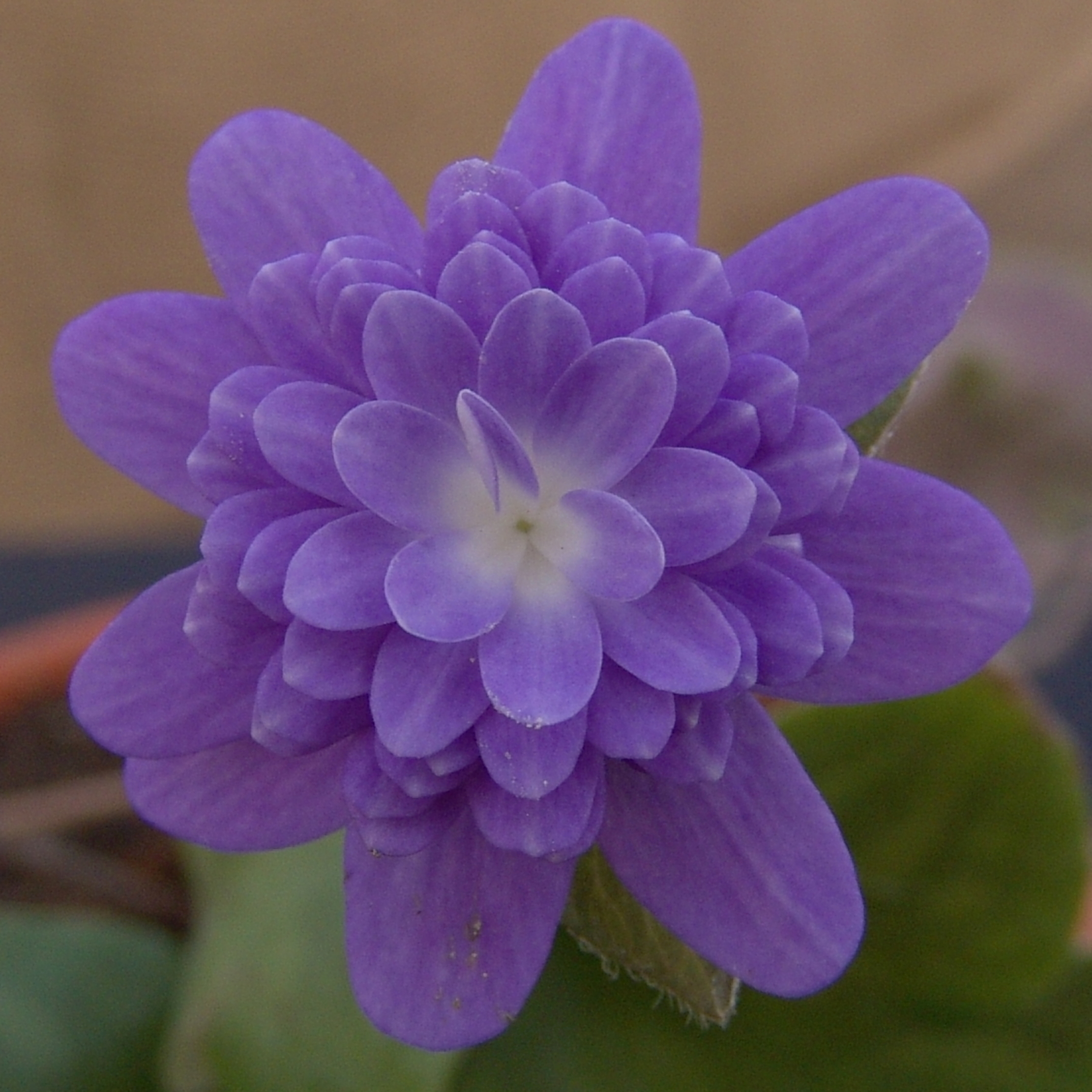 Hepatica japonica Kuukai