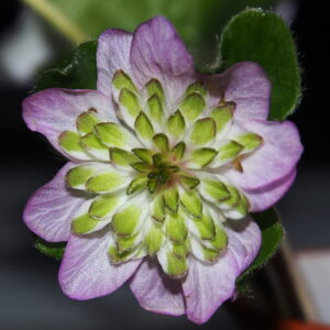 Hepatica nobilis Plena Lyseröd – Bild 2