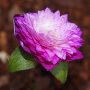 Hepatica japonica Maigoromo