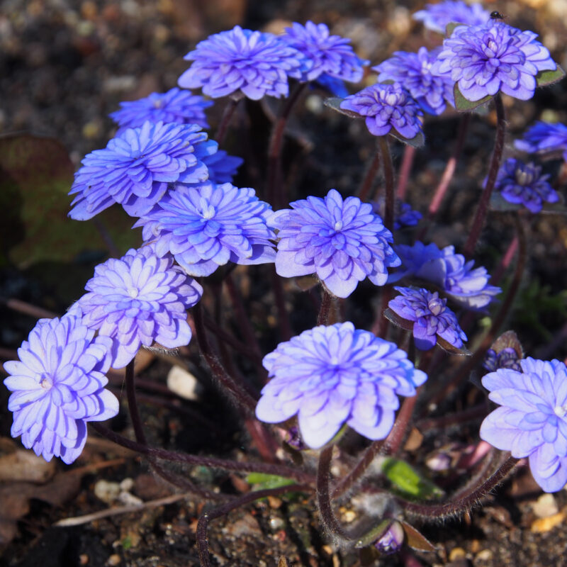 Hepatica nobilis var. nobilis Plena Müssel Größe II