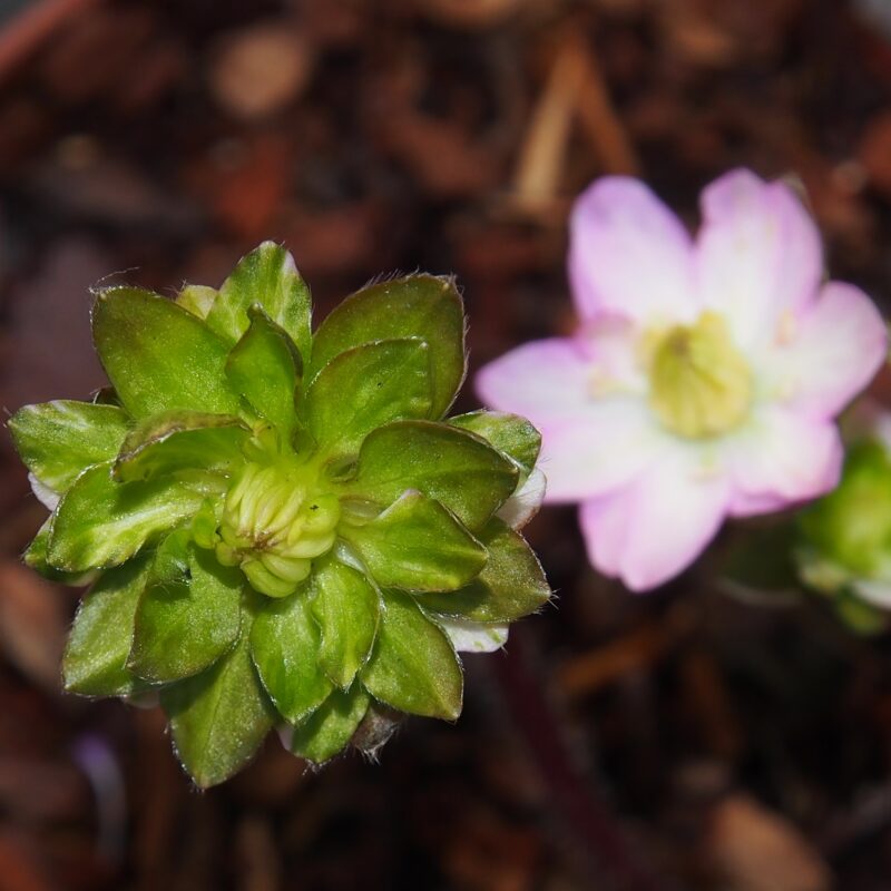 Hepatica japonica No zakura