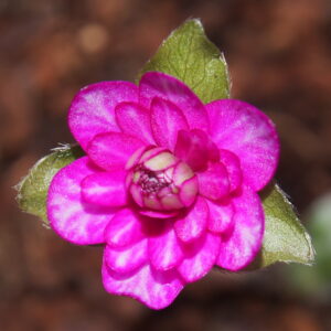 Hepatica japonica Yume ougi – Bild 2