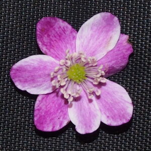 Hepatica japonica ex Mikawa JP – Bild 5