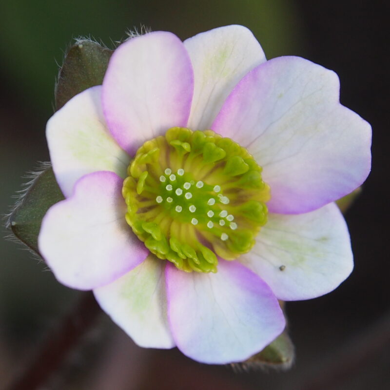 Hepatica japonica Syun ryokufu