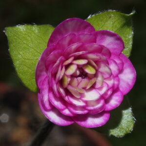 Hepatica japonica Yume ougi – Bild 3