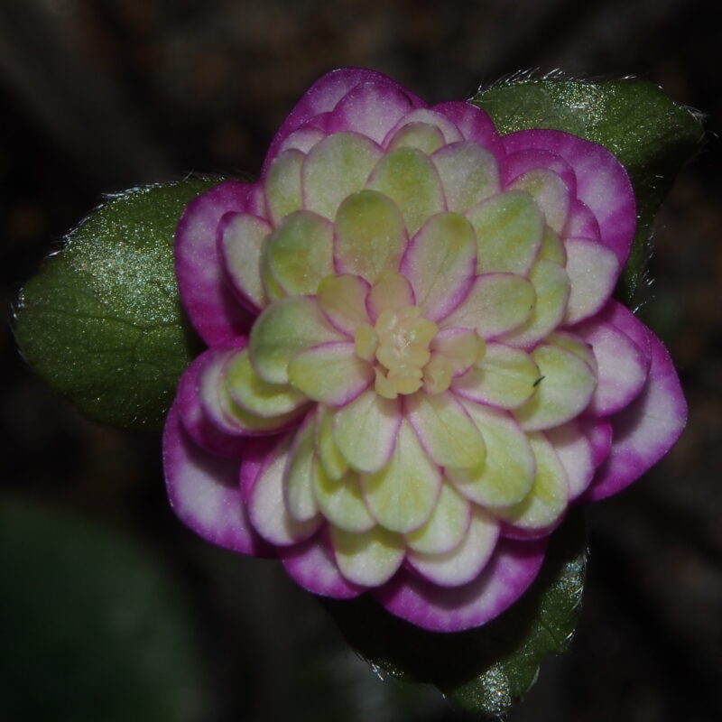 Hepatica japonica Yume ougi