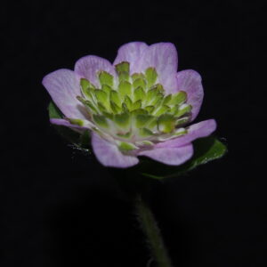 Hepatica nobilis Plena Lyseröd – Bild 3