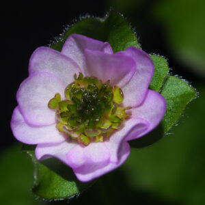 Hepatica nobilis Plena Lyseröd – Bild 4