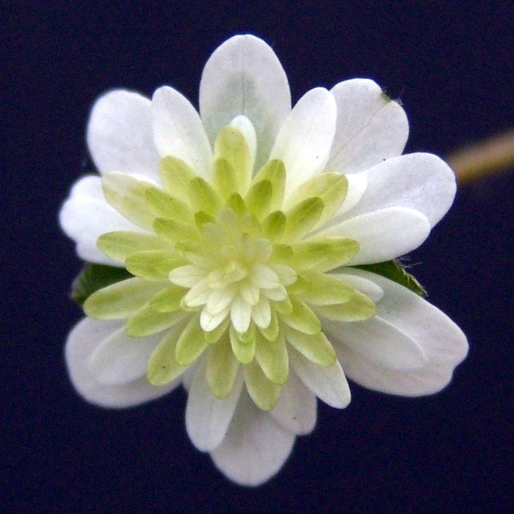 Hepatica japonica Suien