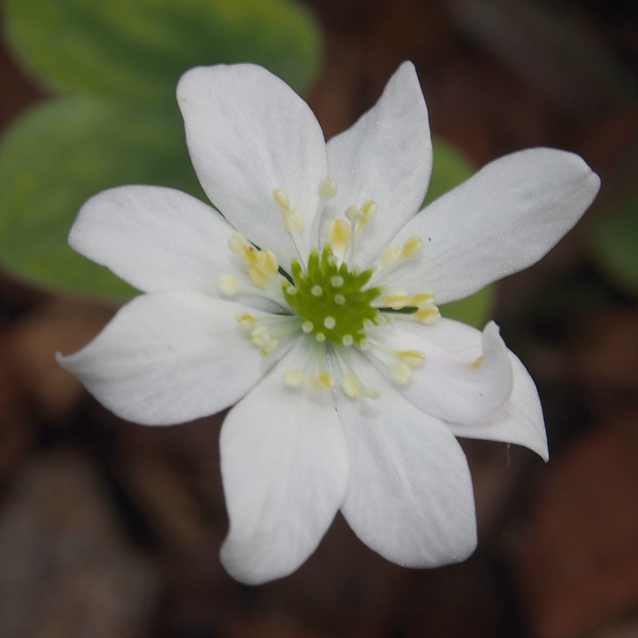 Hepatica japonica Tyuuya nishiki