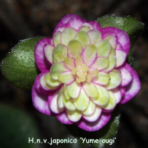 Hepatica japonica Yume ougi – Bild 4