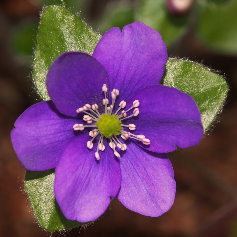 Hepatica x schlyteri Fliederbeersorbet JP (1 L Tb)