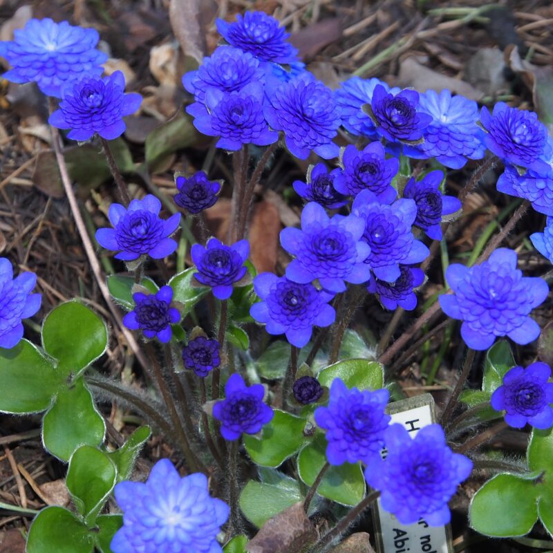 Hepatica nobilis var. nobilis Plena Little Abingthon