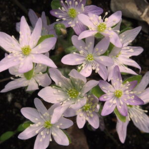 Hepatica japonica Crazy JP