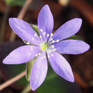 Hepatica japonica Crazy JP – Bild 2