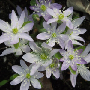 Hepatica japonica Crazy JP – Bild 3