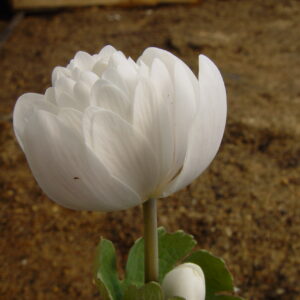 Sanguinaria canadensis Multiplex – Bild 2