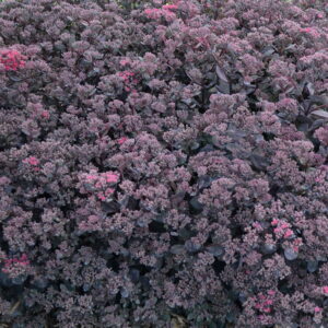 Sedum Hybr. Sunsparkler Plum Dazzled