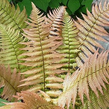 Dryopteris lepidopola